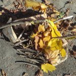 phoca_thumb_m_zajci a podzim 5 Fotogalerie